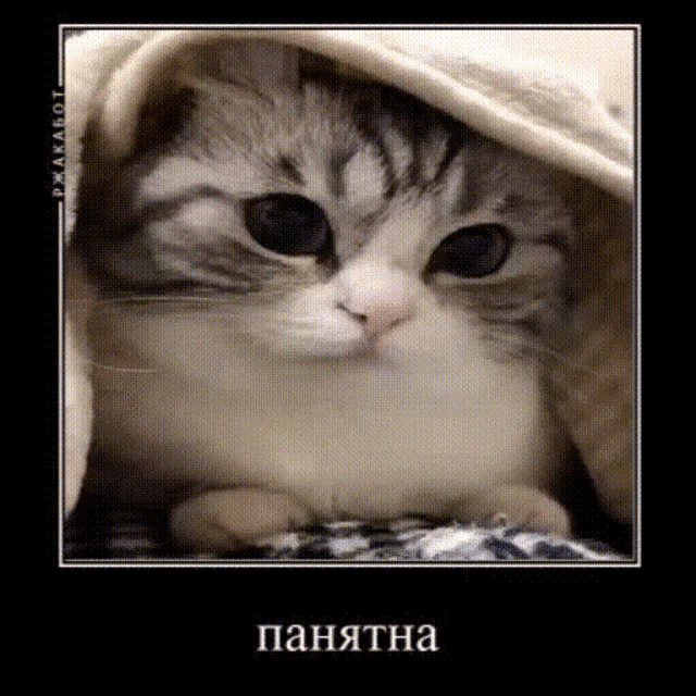 https://media.tenor.com/wo7Qyztu58MAAAAd/komaru-cat.gif