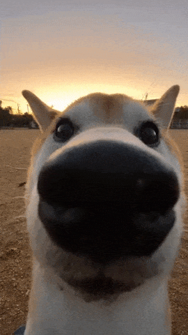 https://media.giphy.com/media/1cCom0agc9LR3Qos7O/giphy-downsized-large.gif