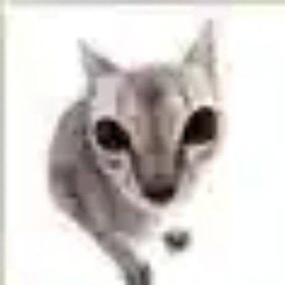 https://i.pinimg.com/564x/09/2b/bb/092bbb5b520061d0bb8c25b84cdd2e18.jpg