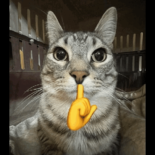 https://media1.tenor.com/m/zZBeekcxu_EAAAAC/cat-silly.gif