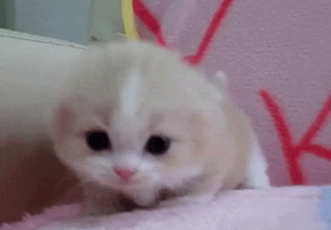 https://i.pinimg.com/originals/7c/e9/17/7ce91772a64c9ddfb8ab952f5091c10c.gif