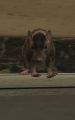 Name: a_c_rat Hash: 0xC3B52966
