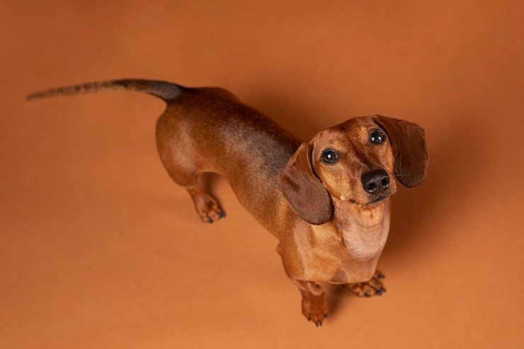 https://img.freepik.com/free-photo/small-dog-being-adorable_23-2149016876.jpg?semt=ais_hybrid&w=740&q=80