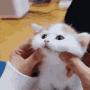 https://media.tenor.com/images/4ad08bab6eb64ca70b33a4e198947319/tenor.gif