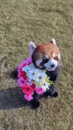 https://media1.tenor.com/m/2Oy2gor-67EAAAAC/red-panda.gif