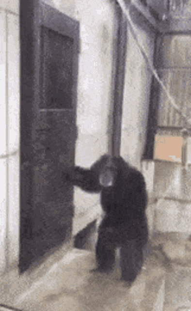 https://media.tenor.com/-Yf1imXhJKoAAAAd/monkey-funny.gif