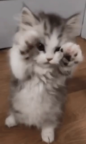 https://media.tenor.com/ZY20qdo9d5wAAAAC/kitten-cute.gif