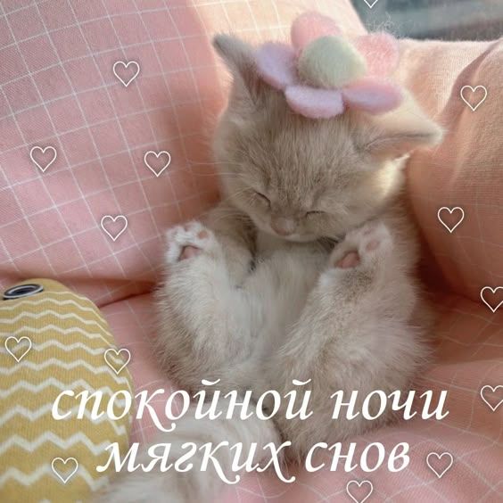 https://i.pinimg.com/564x/04/66/95/04669534f8d93e7af0723ea49bb8f1ab.jpg