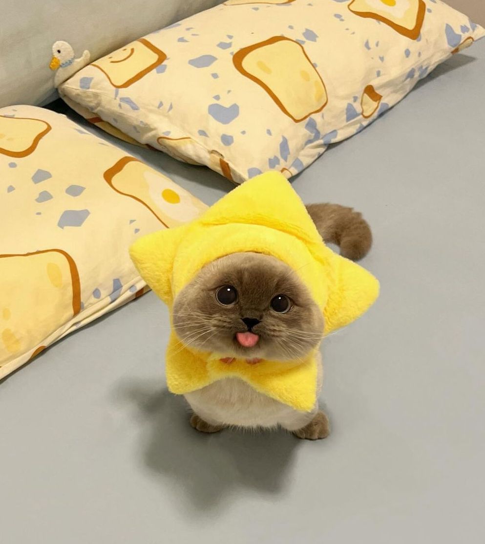 https://i.pinimg.com/1200x/33/c4/9c/33c49c2815d4da7bffe82721f7e8a9d3.jpg
