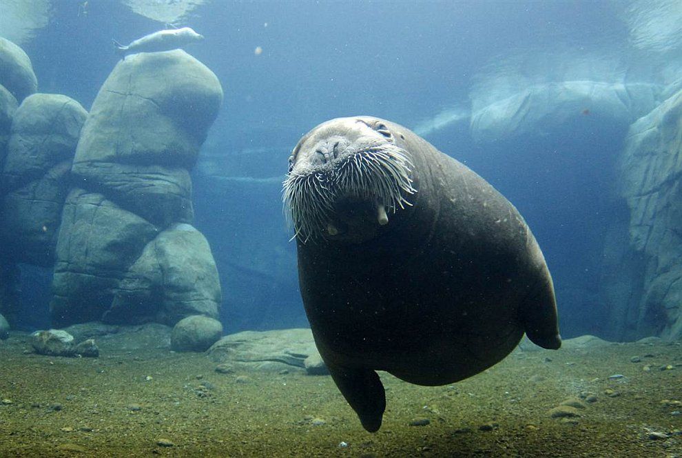 https://loveopium.ru/content/2012/07/animals2/23.jpg