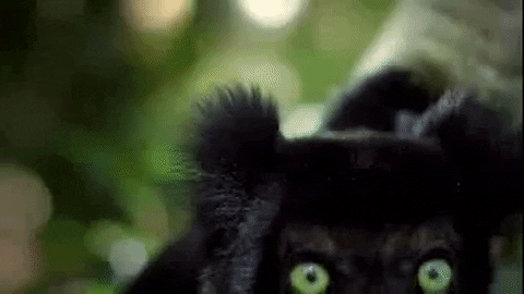 https://media.giphy.com/media/MaTtBjCFPlocTldHpU/giphy.gif