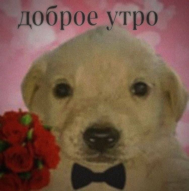 https://sun9-25.userapi.com/impg/wP8-CLHidU5ik_scSLm-Qo70CyaubpYyy1Xq1w/8Aq-IIAUqXI.jpg?size=750x756&quality=95&sign=bc51dc91e19222a23d2cee784fcdaaaf&type=album