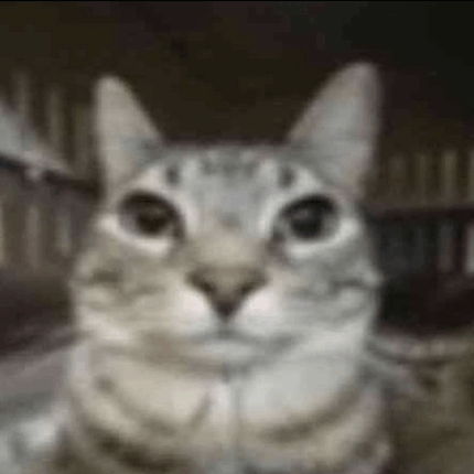 https://media1.tenor.com/m/t3dLLNaI50oAAAAC/cat-cats.gif
