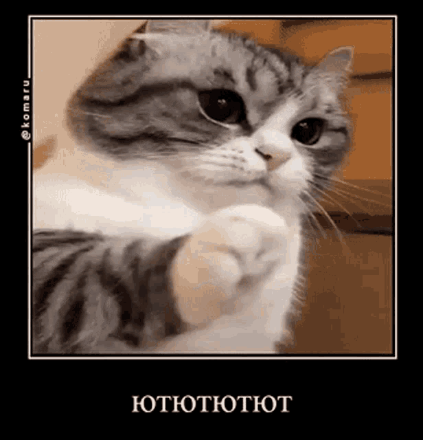 https://media.tenor.com/b7l9RmTQLLsAAAAd/cat-konaru.gif