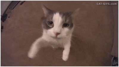 https://media.giphy.com/media/MDJ9IbxxvDUQM/giphy.gif