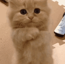 https://media.tenor.com/BIojD-ZTFBEAAAAM/kitty-cute.gif