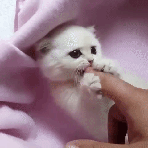 https://i.gifer.com/7kFr.gif
