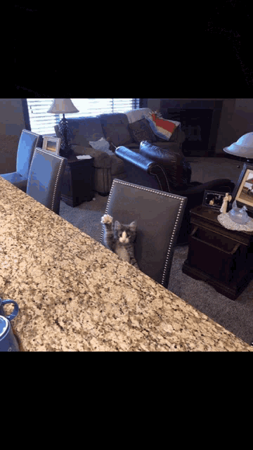 https://media.tenor.com/SsaMR3RnlssAAAAd/pussy-cat-cute.gif