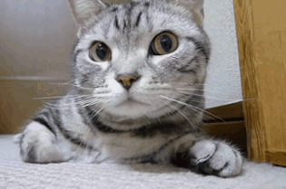 https://i.gifer.com/zfF.gif