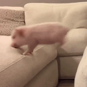 https://media0.giphy.com/media/Ub8XEam5vXbMY/giphy.gif