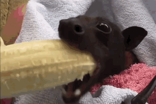 https://media.tenor.com/LqrZCROBYzQAAAAd/eat-banana-bat.gif