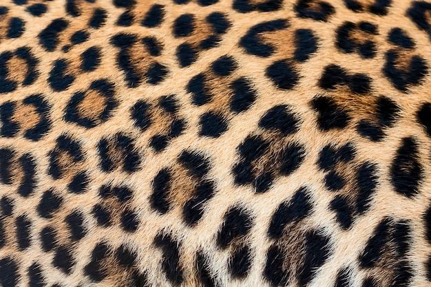 https://image.freepik.com/free-photo/detail-skin-of-leopard_58995-185.jpg